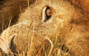 Лева в траве