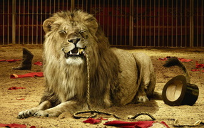 Lion in circus
