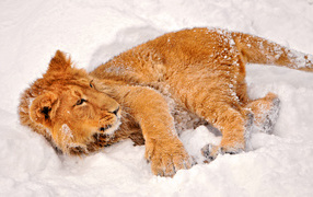 Lion in the snow
