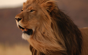 смотрящий в даль Лев