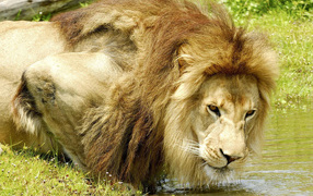 Lion on a watering place