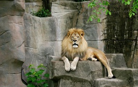 Lion on the rocks