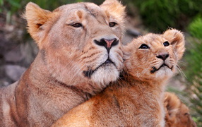 Львиное семейство