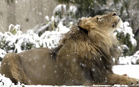 Лев под снегом