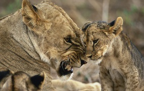 Lioness with young