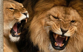 Львиные отношения