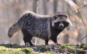 Одинокий енот