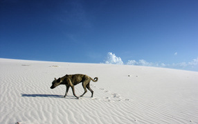 Одинокий путник