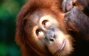 Взгляд вверх