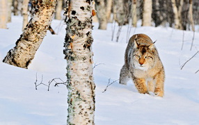 Рысь в роще