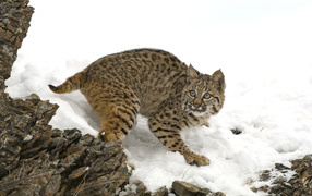 Рысь на снегу