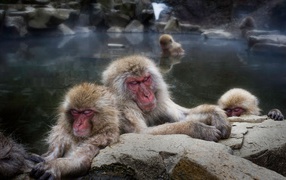 Macaque in the hot spring