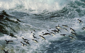 Множество пингвинов