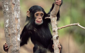 Обезьянка малыш