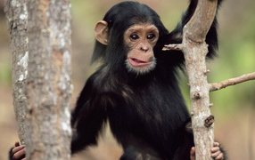 Обезьянка на дереве