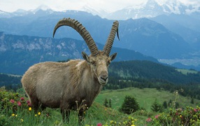 Горный козел