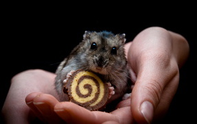 Мышонок и рулет