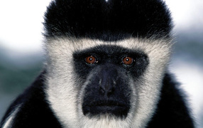 Обезьянья мордашка