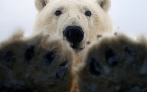 Лапы белого медведя