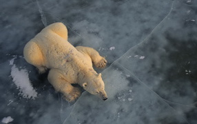 Белый медведь на льду