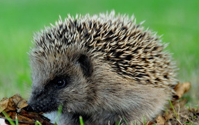 Колючий еж