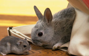 Кролик и хомяк