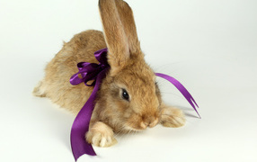 Кролик с бантиком