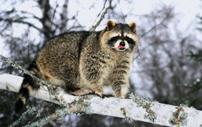 Raccoon on a tree