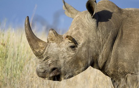 Носорог и птичка