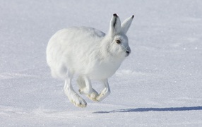 Бегущий Белый заяц