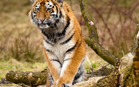 Сибирский тигр