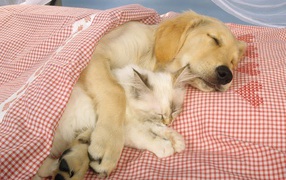 Спящие друзья