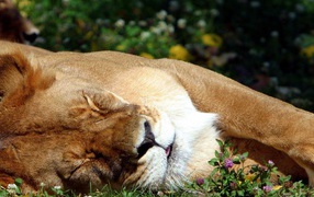 Спящая львица