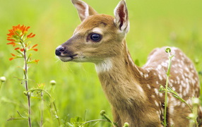 Oлененок среди травы