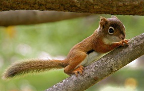 Бельчонок на ветке