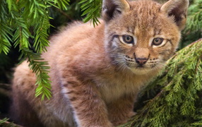 Рысенок на ветке