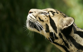 Дымчатый леопард