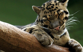 Дымчатый леопард на дереве