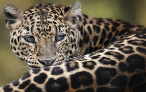 Дымчатый леопард