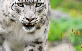 Снежный барс