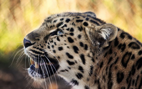 Снежный барс