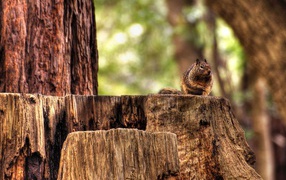 Squirrel on hemp