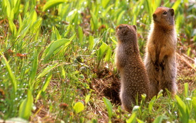 Зверьки на задних лапах
