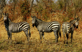 Семейство зебр