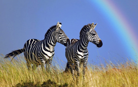 Полосатые зебры