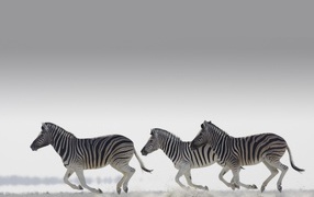 Полосатые зебры