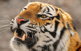 Амурский тигр