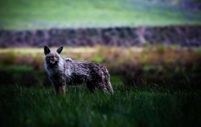 Койот в степи