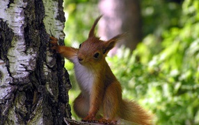 The curious squirrel