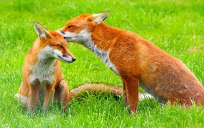 The fox pair
